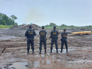 PF e Ibama combatem exploração ilegal de madeira