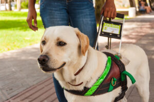 Animais de assistência poderão embarcar no transporte coletivo em Cascavel