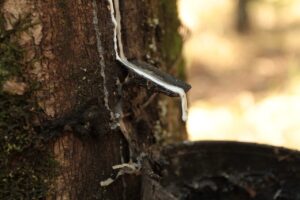 Medida da CNA pode garantir mais competitividade de borracha natural produzida no Brasil