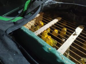 PRF resgata 63 pássaros silvestres que estavam sendo transportados ilegalmente