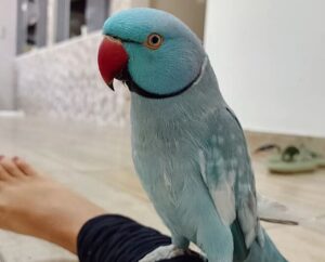 Conheça Mingau, o pássaro que canta ‘Meu Pintinho Amarelinho’