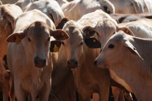 Proibida vacinação de febre aftosa em mais sete estados do país