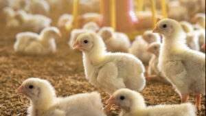 Inscrições prorrogadas: SENAR-PR seleciona instrutores para cursos na área de aves