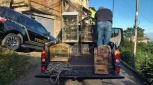 PF resgata 120 pássaros silvestres mantidos em cativeiro