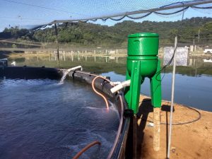 Alimentador automatizado revoluciona processo de nutrição de peixes