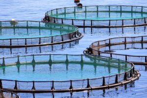 Embrapa participa de três eventos sobre aquicultura em abril