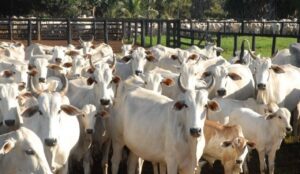 Em período de seca, suplementação de bovinos é ferramenta para otimizar recursos e custos nas fazendas