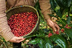Colheita da safra do café 2023/24 se inicia no Brasil