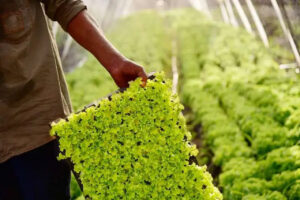 Curso de olericultura será realizado no Sindicato Rural de Cascavel