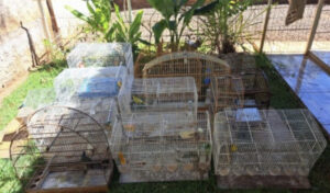 Homem é multado em R$ 9 mil por posse de aves silvestres em Cafelândia