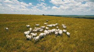 Com pasto seco, suplementação é essencial para manter ganho de peso do gado