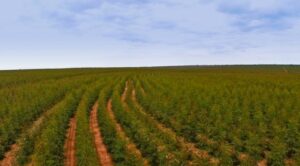 Programa terá US$ 4 milhões para aceleração de startups em biosoluções de eucalipto