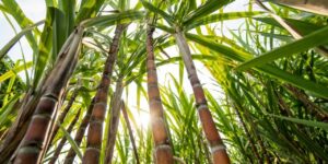 Produção estimada de cana-de-açúcar é de 610 milhões de toneladas