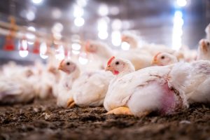 Besouro cascudinho é responsável por mais da metade dos quadros de salmonelose em frangos