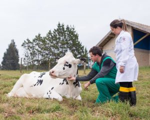Evitar obesidade nas vacas ajuda no período pós-parto
