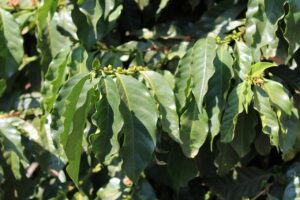 Cafeicultores buscam adubação equilibrada: nutrição aumenta produtividade