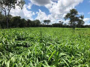 Saiba como reduzir os impactos na pecuária com a chegada no El Niño