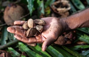 Pesquisa inédita mostra que cadeia de castanha-da-amazônia movimenta mais de R$ 2 bilhões