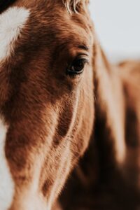 Saiba como prevenir doença que pode causar cegueira em cavalos
