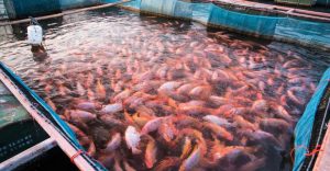 Aquaciência une pesquisa, inovação e mercado para o progresso da aquicultura