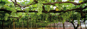 SENAR-PR auxilia no fortalecimento da viticultura do Paraná