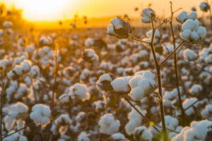 Comercialização de algodão 2022/23 chega a 61,58% em Mato Grosso