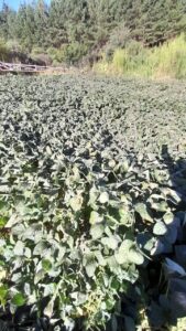 Produtor registra geada em área de soja no Paraná