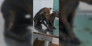 Cachorrinhos resgatados cheios de piche agora têm nome