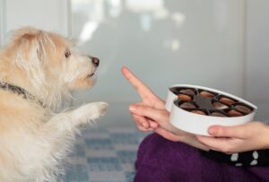 Especial Páscoa: entenda porque os animais de estimação não podem comer chocolate