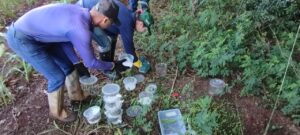 Estudo desenvolve formicida natural contra formigas cortadeiras