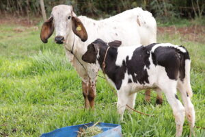 Produtores rurais contam com programa gratuito de inseminação artificial em bovinos