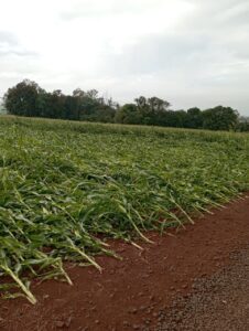 Chuva com vento derruba milho em propriedades rurais do PR