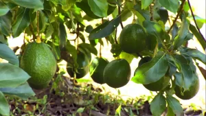 Produção de abacate cresce no Brasil