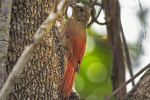 UEL publica estudo sobre pássaros no Parque Nacional do Iguaçu