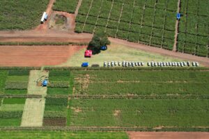 Dia de Campo debate o cultivo de cana em ambientes restritivos