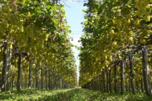 Pesquisa viabiliza a produção sustentável da fruticultura