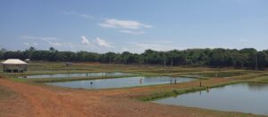 Embrapa terá leilão presencial de peixes