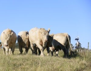 Dia de Campo vai apresentar resultado de avaliação genética de gado da raça Charolês