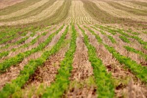 Avança protocolo para atestar a sustentabilidade da produção de soja brasileira