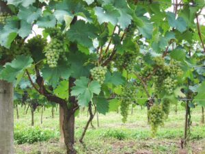 Vinhos sustentáveis ganham espaço no mercado internacional