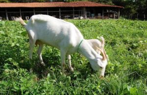 Caprinos, bovinos e ovinos estão sendo disponibilizados para venda direta