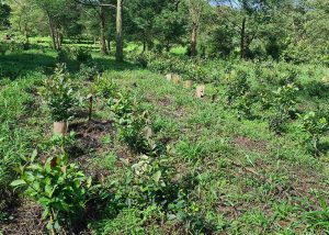 Novo sistema de cultivo de erva-mate pode aumentar produtividade em até 160%
