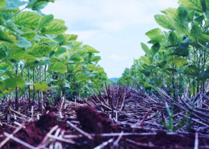 Estudo da Embrapa Arroz e Feijão revela taxa de acúmulo de carbono orgânico do solo
