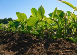 Mapa libera 44 defensivos para uso dos agricultores