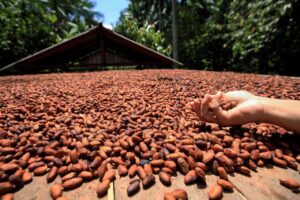 Produtores rurais recebem auxílio para produzir cacau
