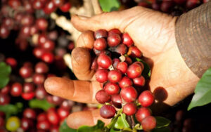 Situação climática preocupa produtores de café