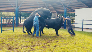 Inseminação artificial avança na pecuária brasileira e resultados são extraordinários