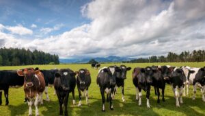 Pecuária mais sustentável e com menor emissão de carbono? Sim é possível