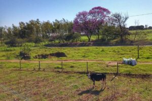 IAT cria guia para ajudar agricultores a adequarem áreas de reserva legal