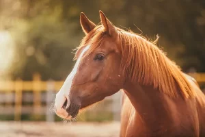 Cuidados adequados podem evitar doença articular degenerativa em cavalos atletas